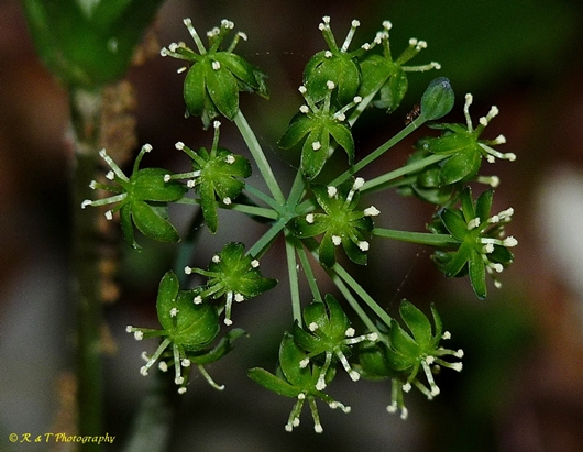 {Smilax hugeri}